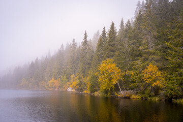 autumn in the forest