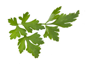 parsley bunch isolated on white background