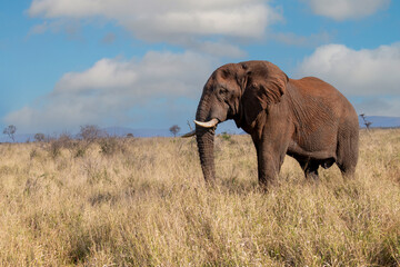 African elephant in South Africa with sky background - 533746317