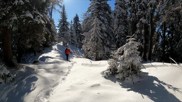 Woman hiking through deep snow in forest leading to Kobesnock in the Bleiberg Erzberg mountains, Gailtal Alps, Carinthia, Austria, Europe. Winter wonderland alpine landscape snow covered, frozen trees