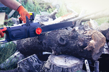 A chainsaw cuts a large tree trunk. Harvesting firewood