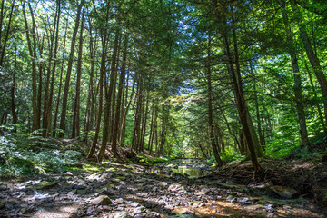 trees in the forest