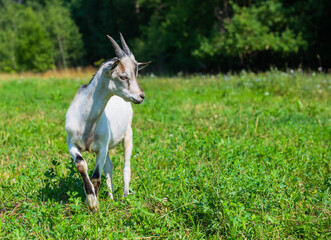 Fototapeta premium A young white with grey goat in sunny summer day on a field