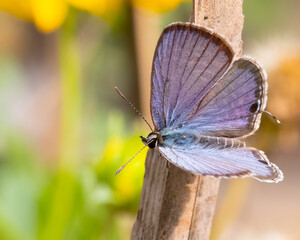 A Eastern tail blue butterfly on dry bamboo