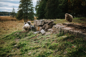 sheep in the field