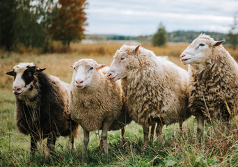 Fototapeta premium flock of sheep