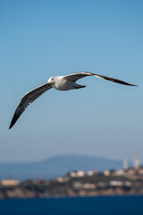 Möwe im Flug