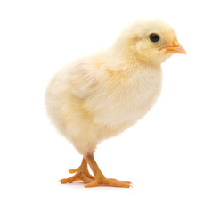 Little chick isolated on white background