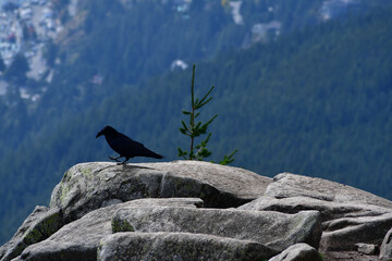 Raven at the top