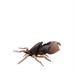 Rocky shore crab