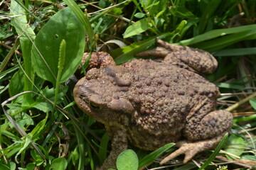 A big green frog in nature on a green background