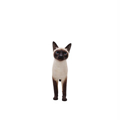 Siamese Cat