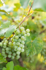 Green grape growing on the grape vines. Close up of ripe grapes hanging on branch. Hanging grapes. Grape farming. Wine making concept.