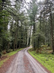 Precioso bosque en Euskadi en un día de lluvia y niebla 