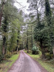 Precioso bosque en Euskadi en un día de lluvia y niebla 