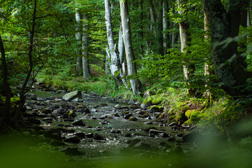 Fototapeta na wymiar mountain small river in the forest with stones