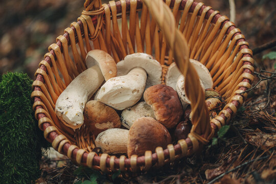Finding fresh Porcini mushrooms in the forest