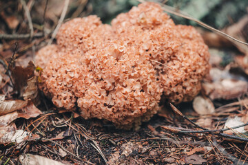 Raw cauliflower mushroom found in the forest
