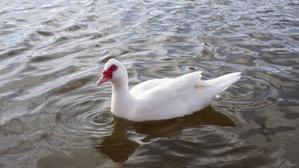 Patos nadando en par