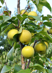 Pears ripen on the tree branch.