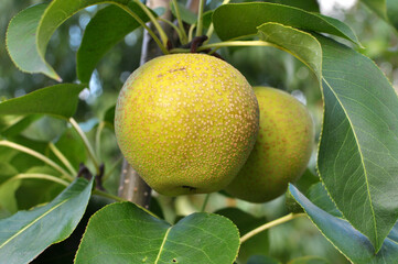 Pears ripen on the tree branch.