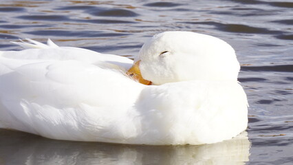 Pato durmiendo en lago