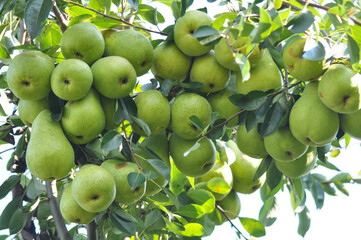 Pears ripen on the tree branch.