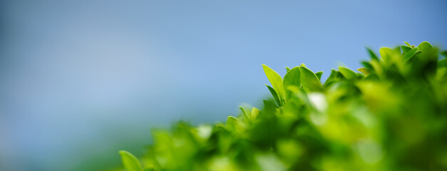 Closeup of beautiful nature view green leaf on blurred greenery with blue sky as background in garden with copy space using as background cover page concept.