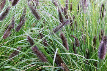 reeds in the grass