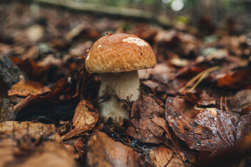 Finding fresh Porcini mushrooms in the forest