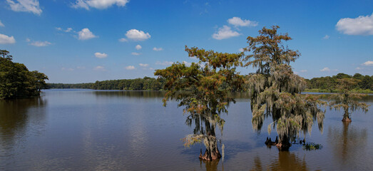 Louisiana Swamp bay and isolated cypress trees afternoon mid angle shot