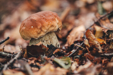 Findinf fresh Porcini mushrooms in the forest