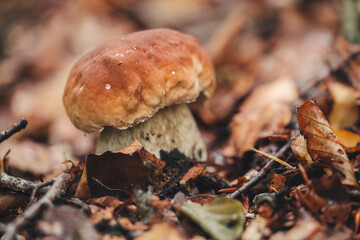 Findinf fresh Porcini mushrooms in the forest