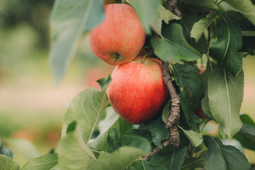 Fresh Gala type apples on the tree in a farm