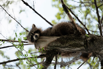 Raccoon laying on a tree branch