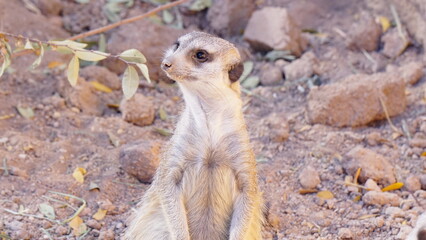 Suricata de pie mirando hacia arriba