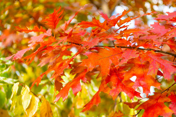 autumnal oak autumn leaves on branch. selective focus of oak autumn leaves. autumn season