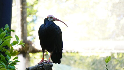 Naklejka premium Ave reposando en rama en zoo