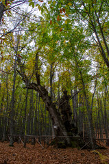 autumn landscape