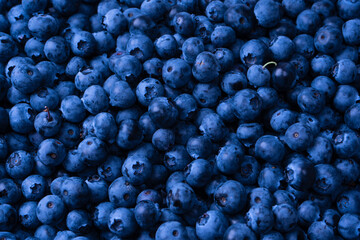 Fresh blueberry background. Texture blueberry berries close up.