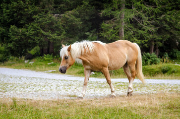 Red brown horse with a white mane is walking on a meadow in the Italian Alps, in summer on green grass against a background of forest
