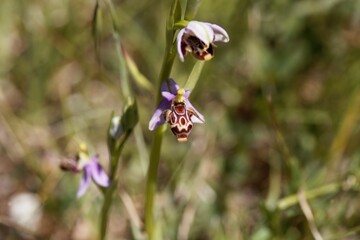 Woodcock bee orchid, Ophrys scolopax