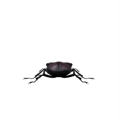 Stag Beetle
