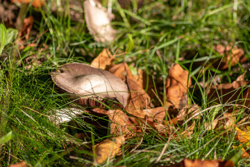 Big mushrooms in a forest found on mushrooming tour in autumn with brown foliage in backlight on the ground in mushroom season as delicious but possibly poisonous and dangerous forest fruit