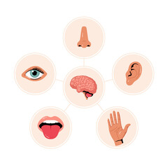 Five senses illustrations chart. Human ear and eye symbols, nose and mouth vector icons. Human perception. Taste, touch, hearing, smell and vision. Sensory organs and Brain