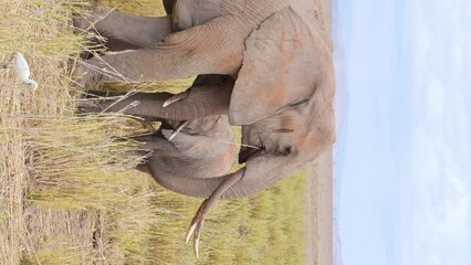 Vertical footage of african elephants eat grass in national park.Safari in kenya - Powered by Adobe