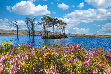 Lake with trees on an island in Scotland Highlands