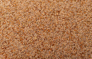 Plantago Ovata Seeds Isolated, Psyllium Husk, Isabgol Ispaghula