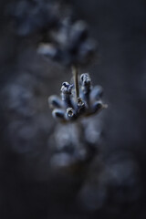 Lavender in the shadow