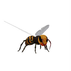 Wasp